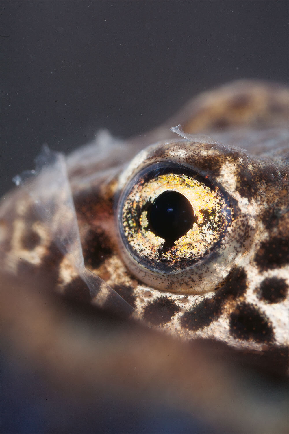 Photo yeux triton