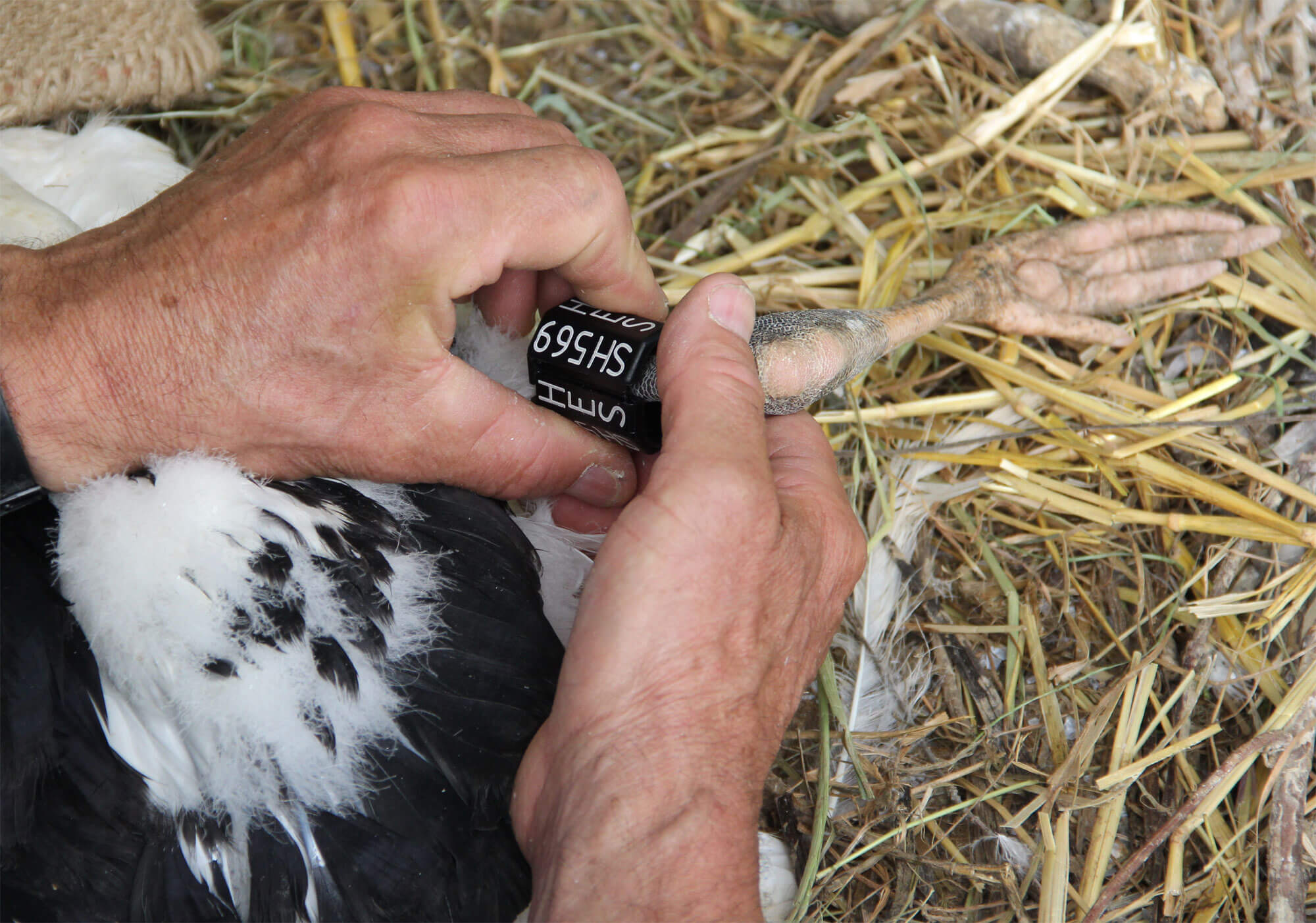 A quand un franc retour de la cigogne en Suisse romande ?