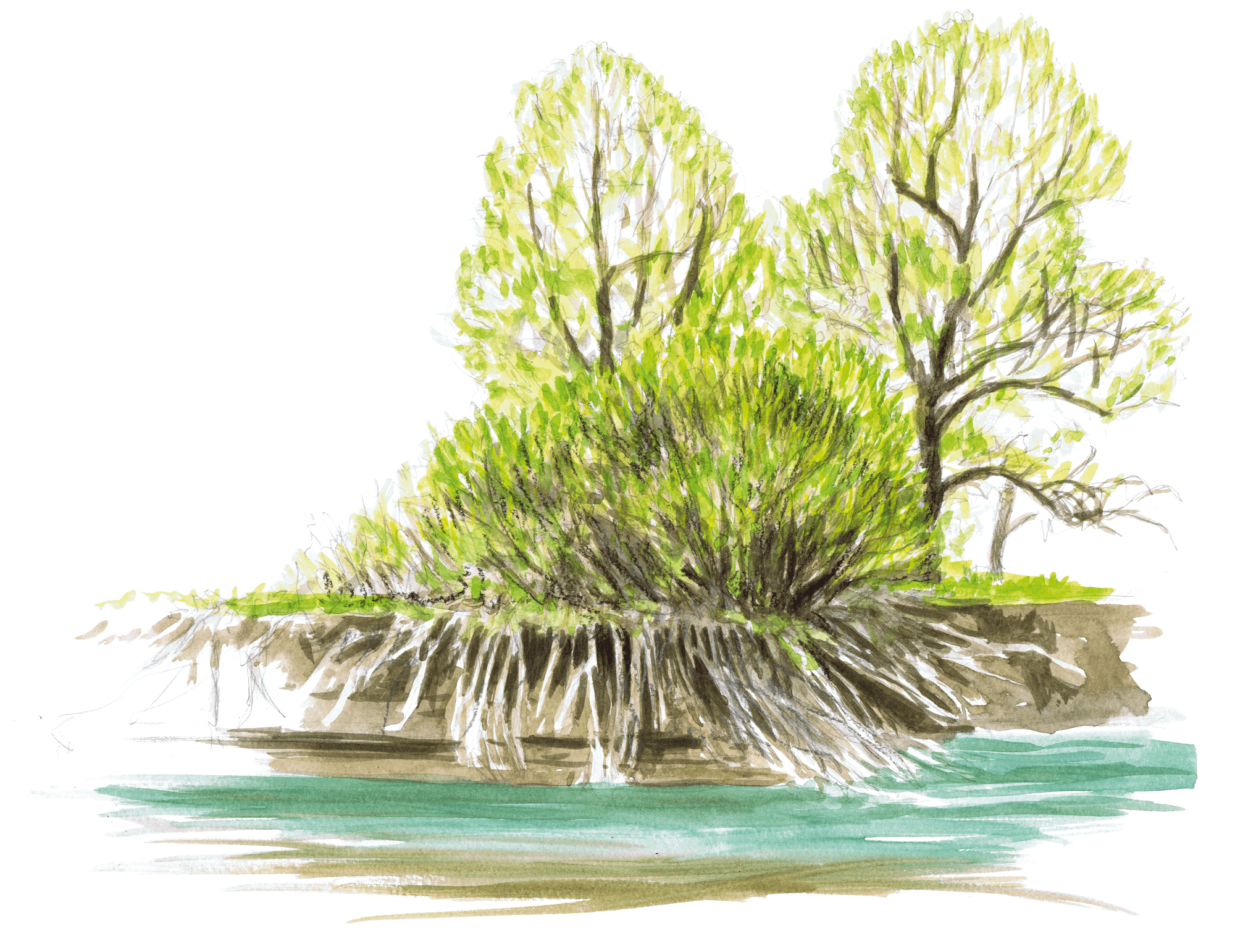 3 activités à faire avec le saule