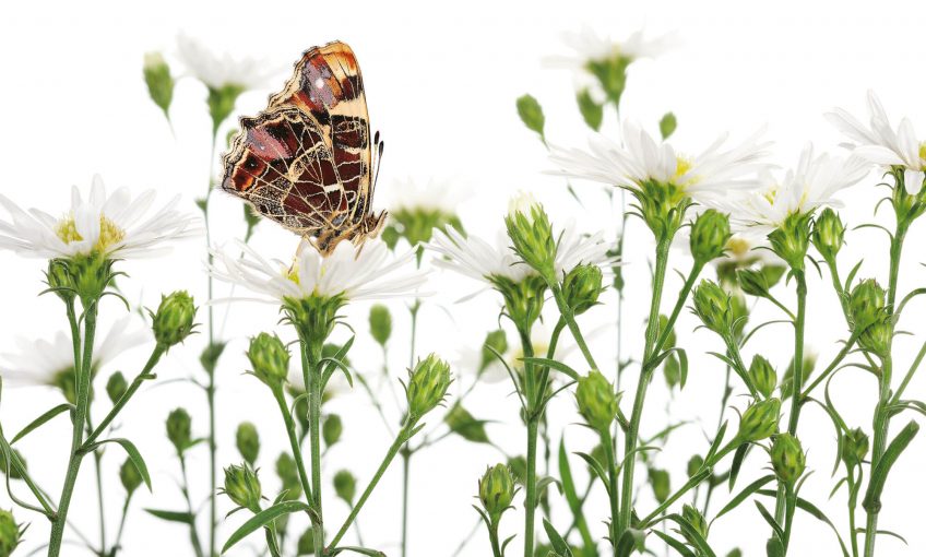 Photo de papillons de Stephane Hette