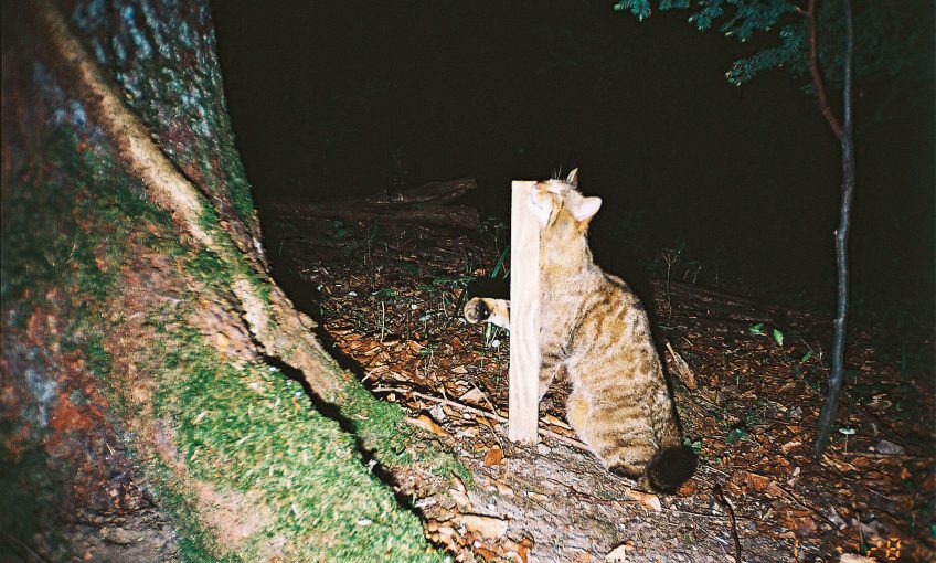 Chat sauvage photo