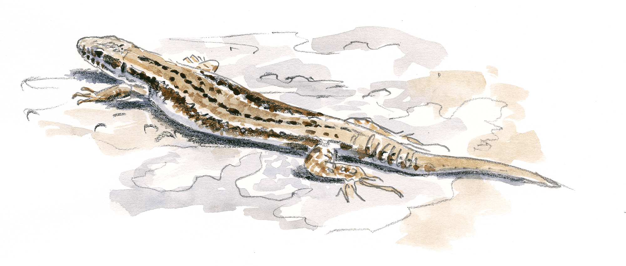 Dessin nature lézard
