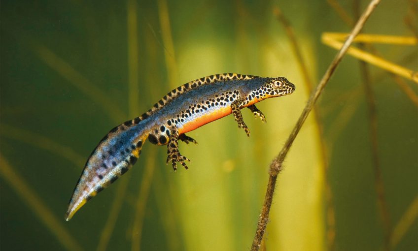 photo triton alpestre