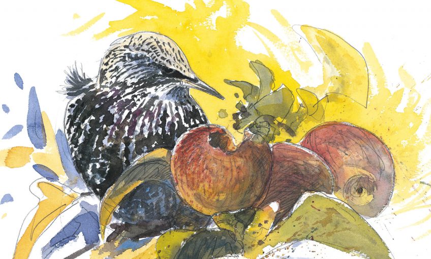 Dessin étourneau sansonnet qui mange une pomme