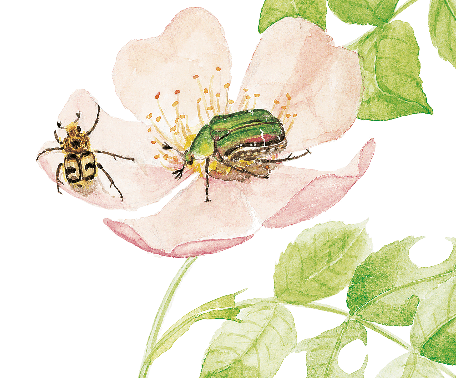 Insectes visiteurs des rosiers dessin nature