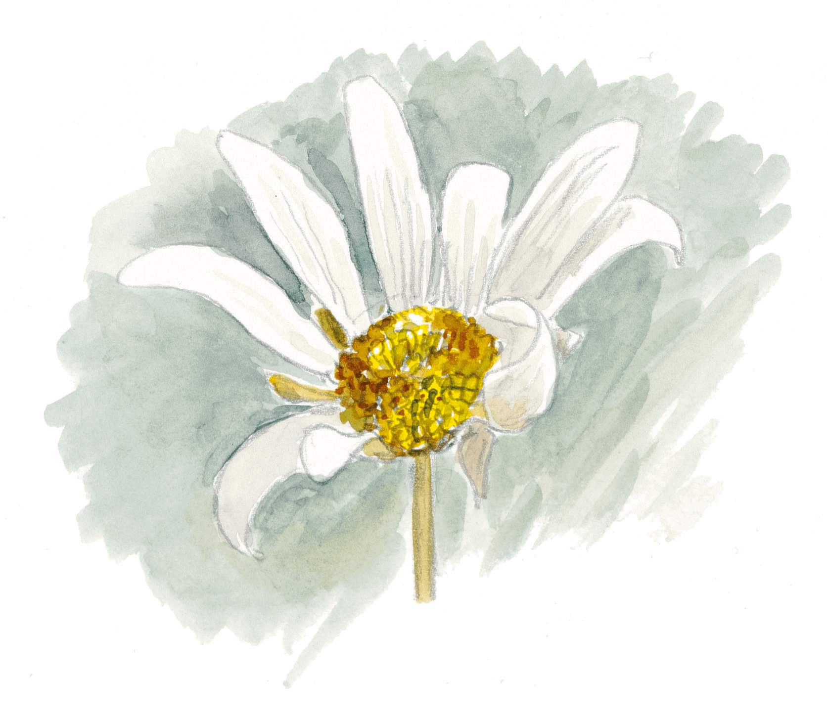 Les insectes et la marguerite dessin nature