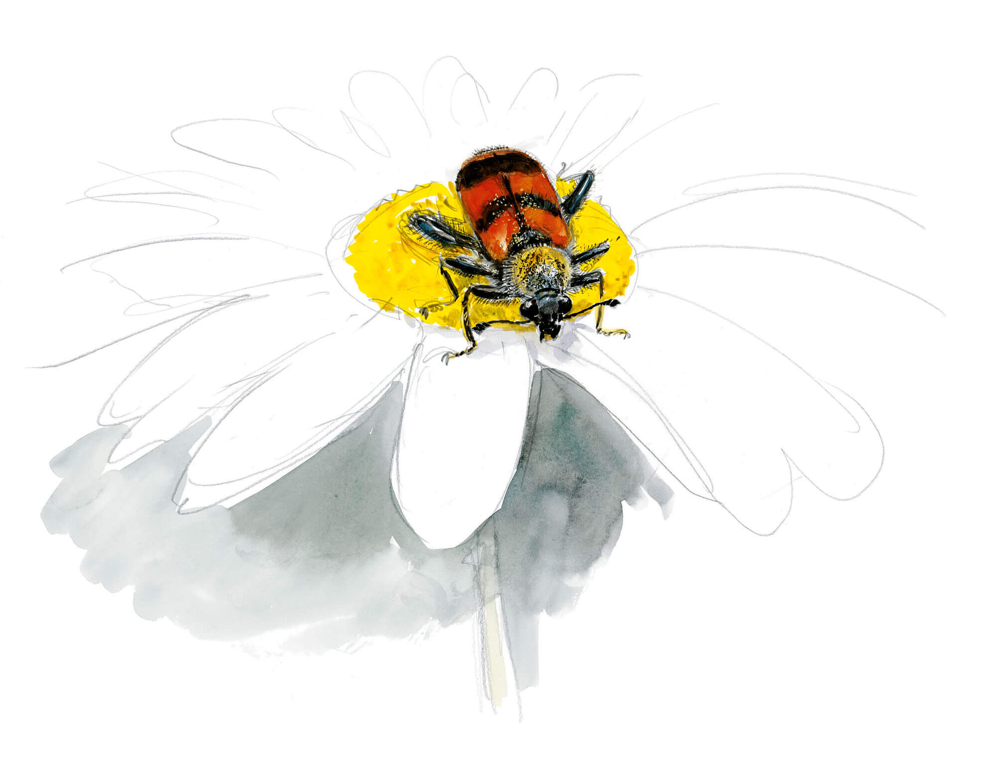 Les insectes et la marguerite dessin nature