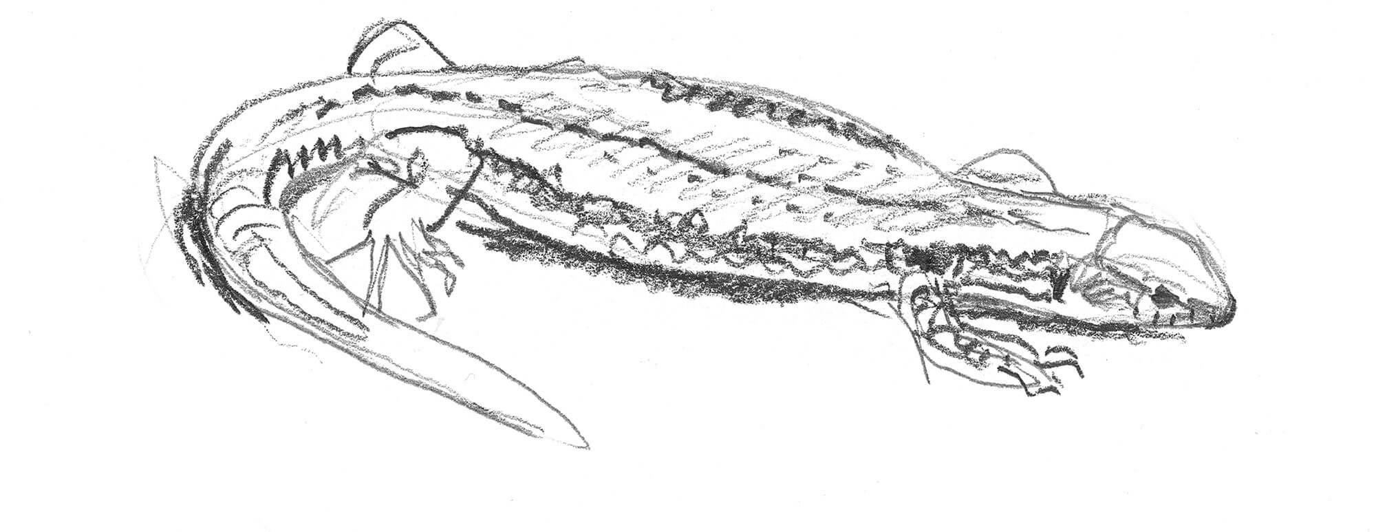 Dessin nature lézard