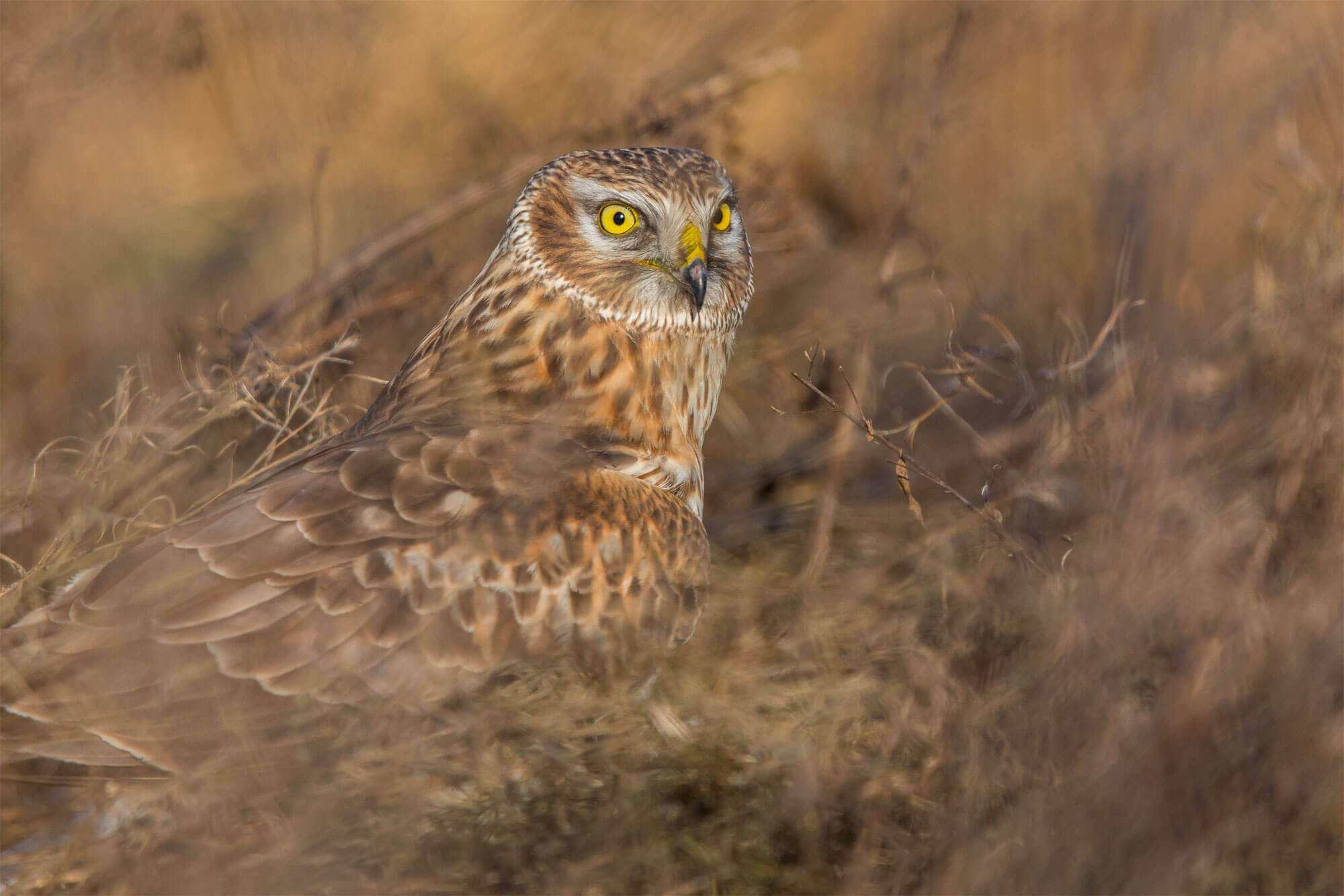 Concours photo 2015 de la Station ornithologique suisse