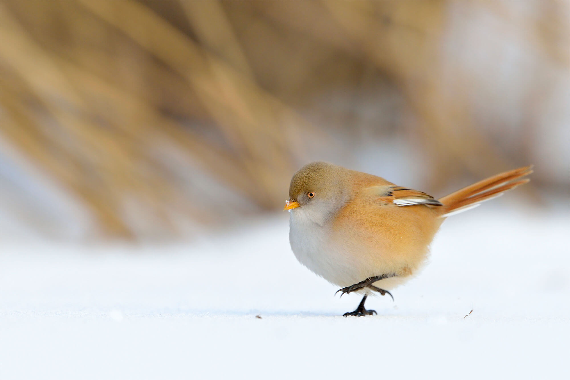 Concours photo 2015 de la Station ornithologique suisse