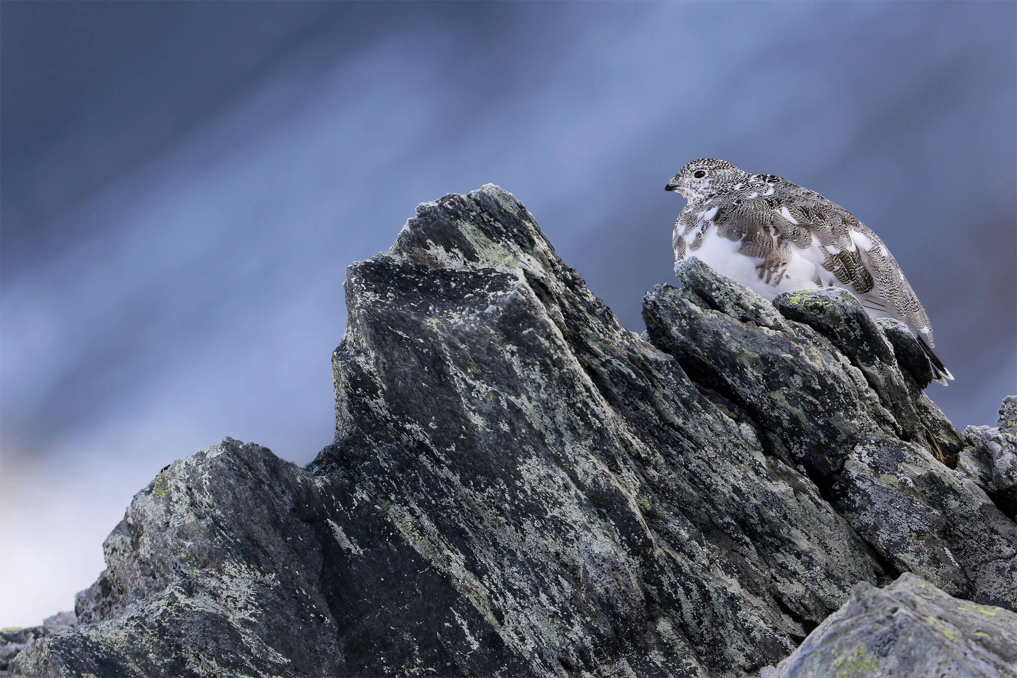 Concours photo 2015 de la Station ornithologique suisse