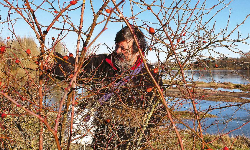 Préparation du sirop de cynorrhodon en photos Thierry Filippi