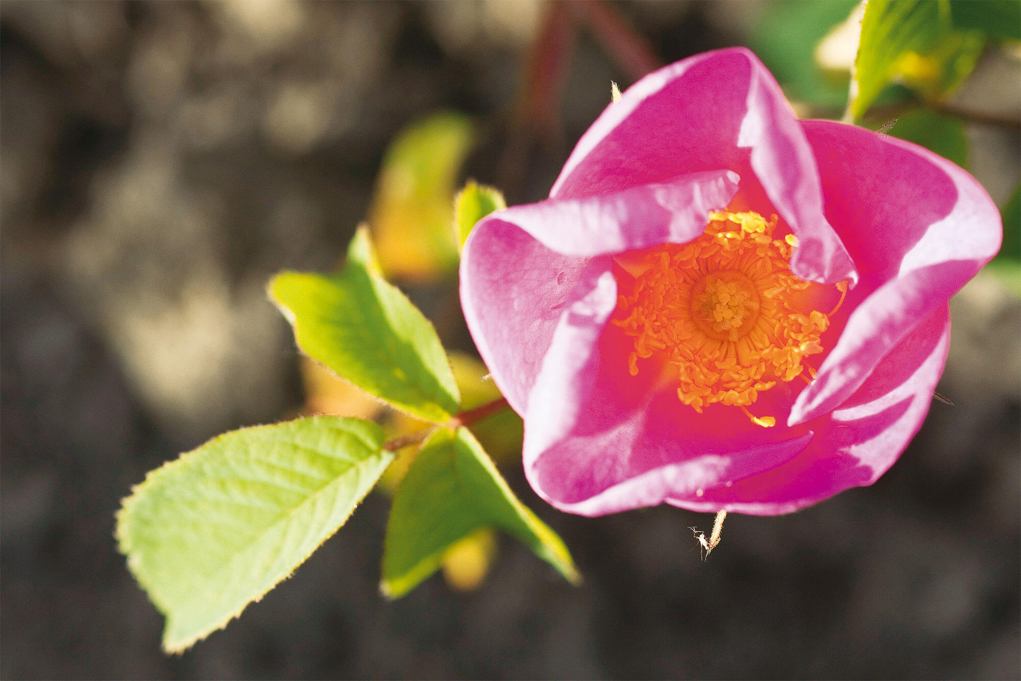 Variétés de rose