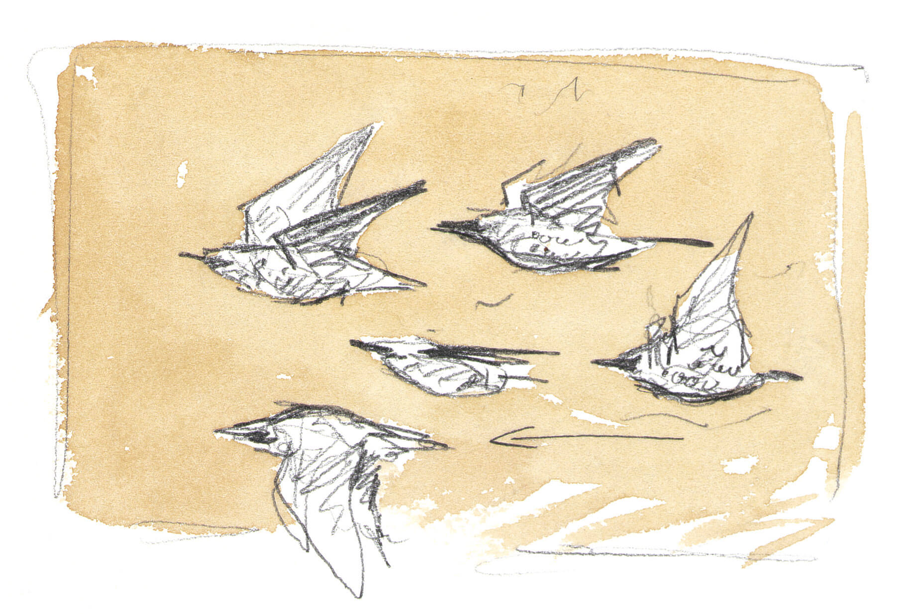 Dessin nature étourneaux en vol
