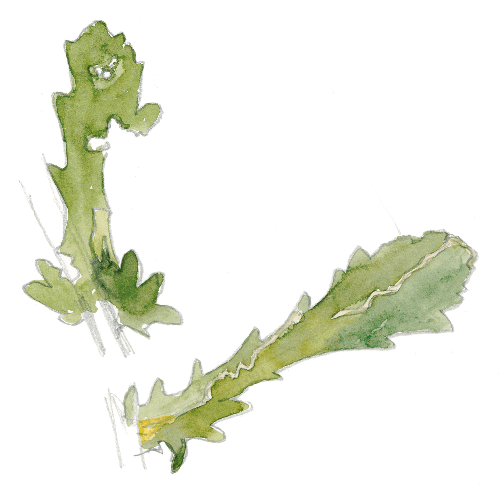 Les insectes et la marguerite dessin nature