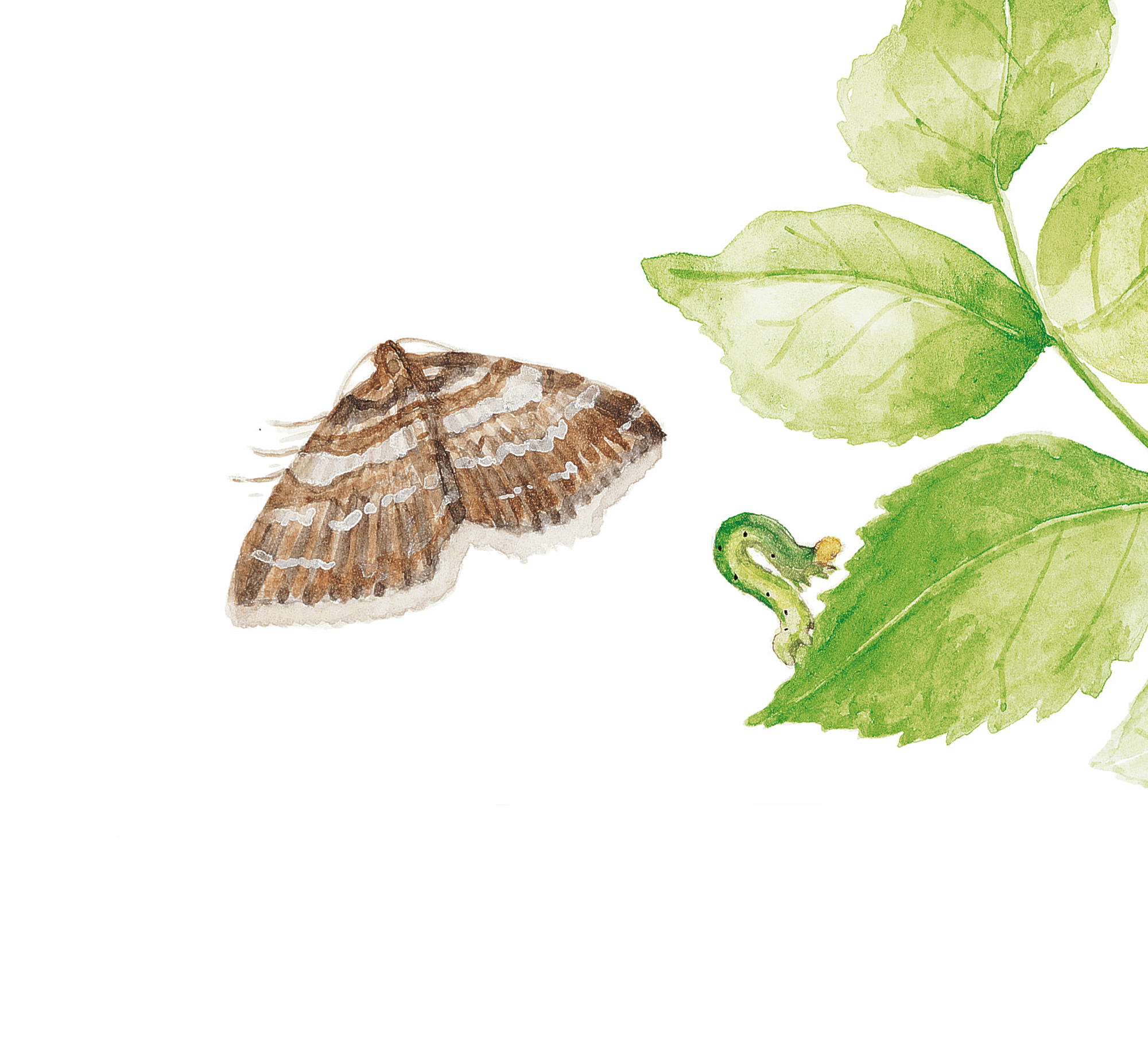 Insectes visiteurs des rosiers dessin nature