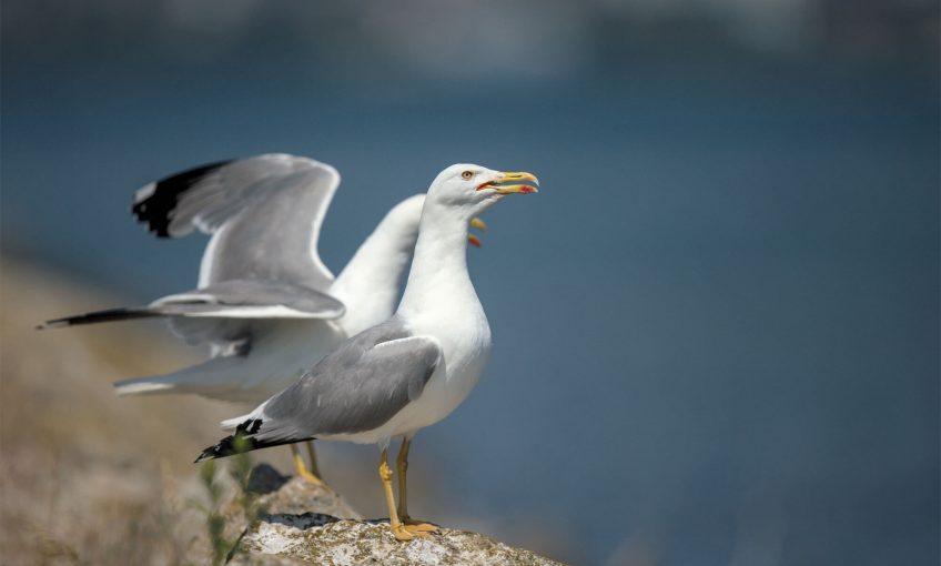 Pourquoi toujours plus de goélands dans les terres?