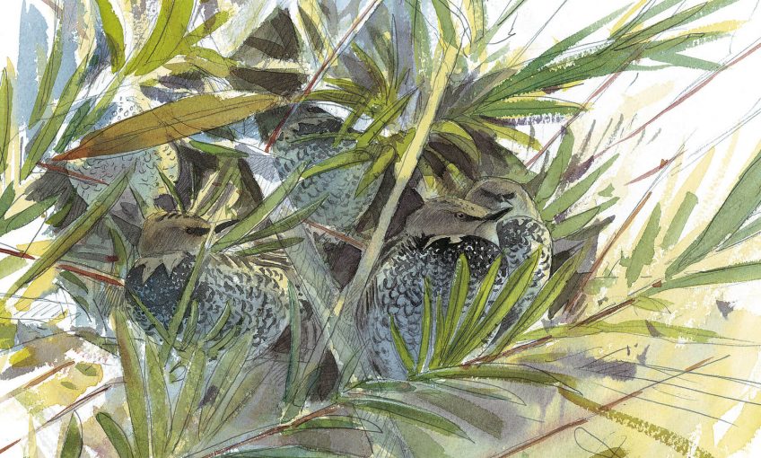 Dessin nature étourneaux dans un saule