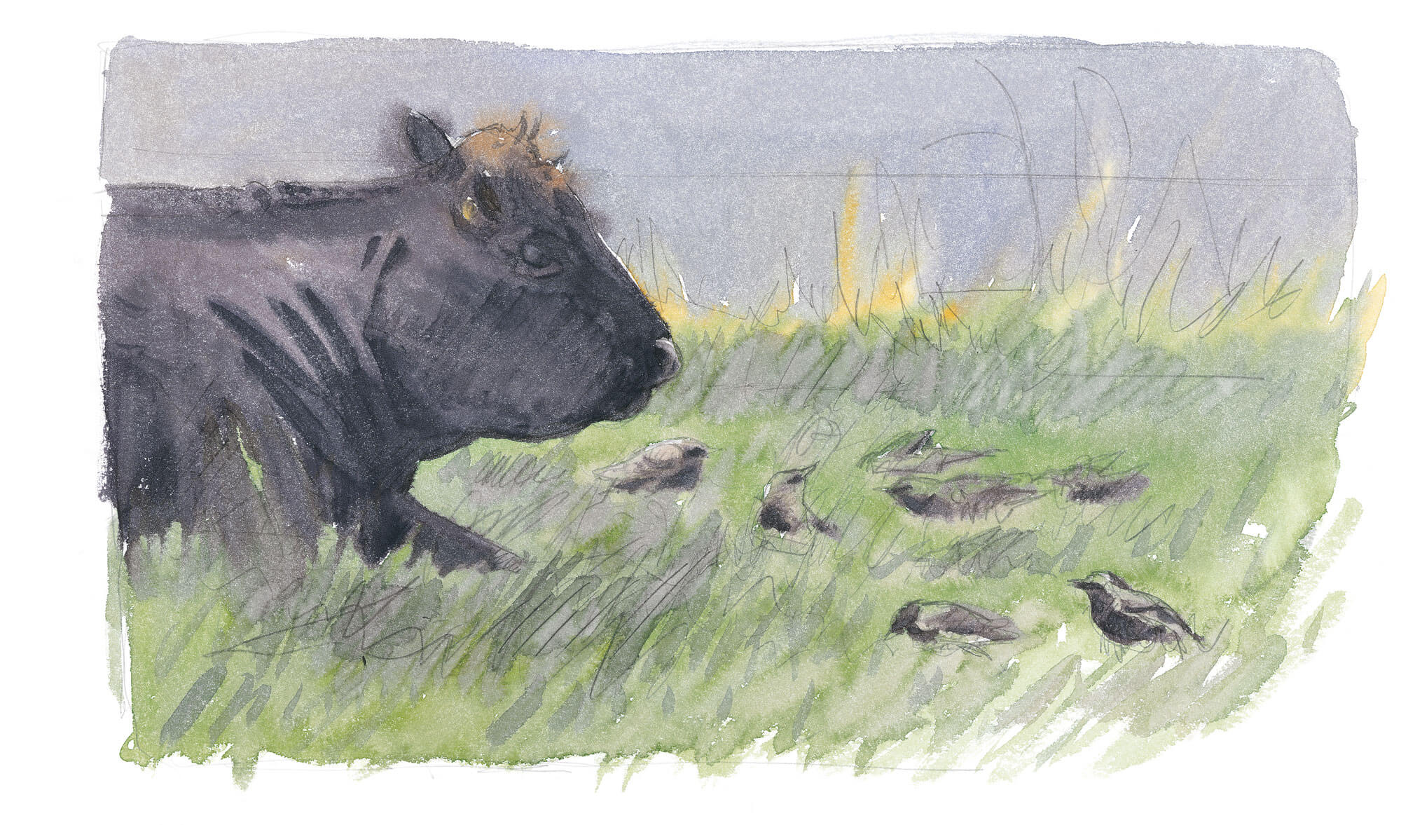 Dessin étourneaux et vache