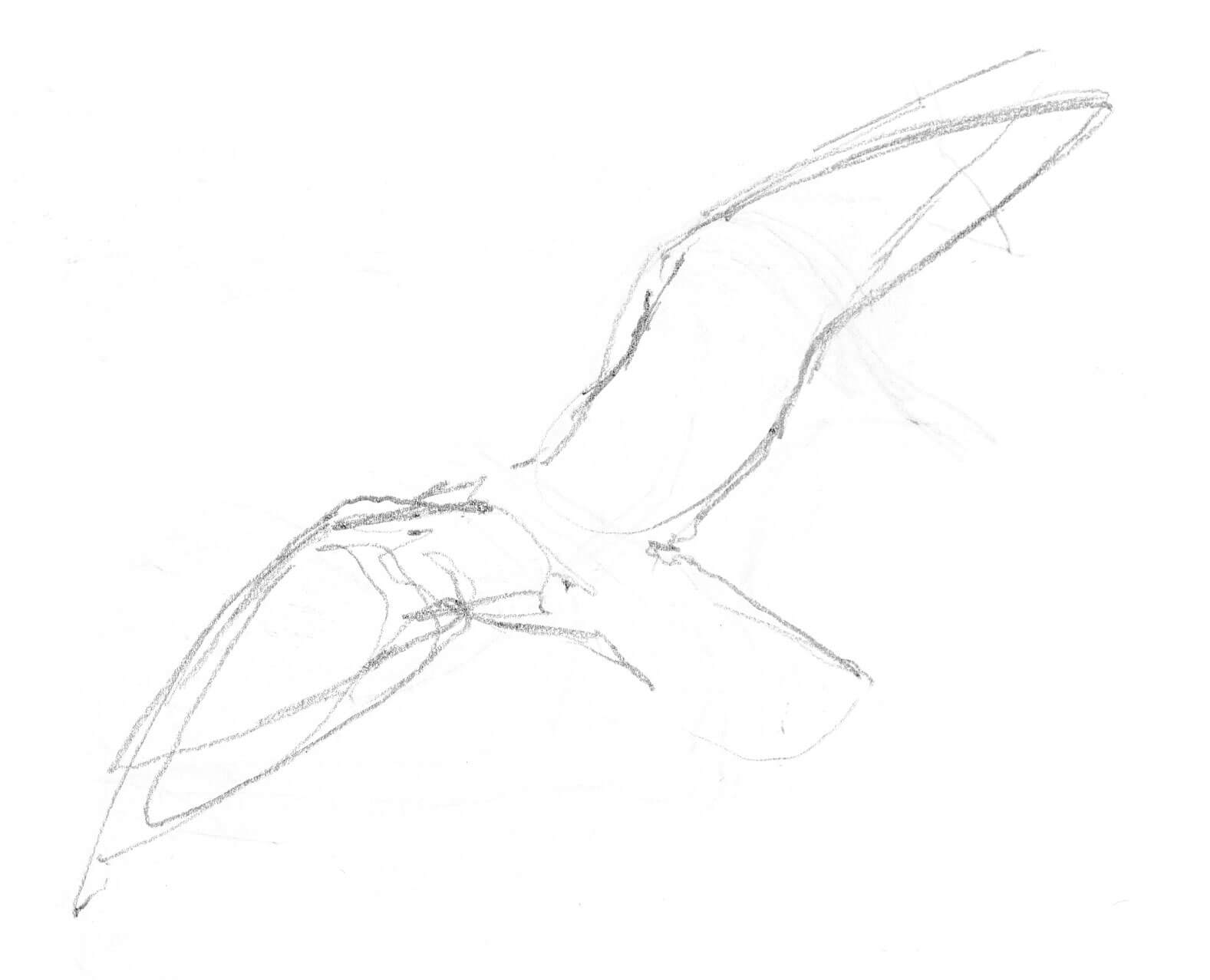 Dessin nature mouette rieuse