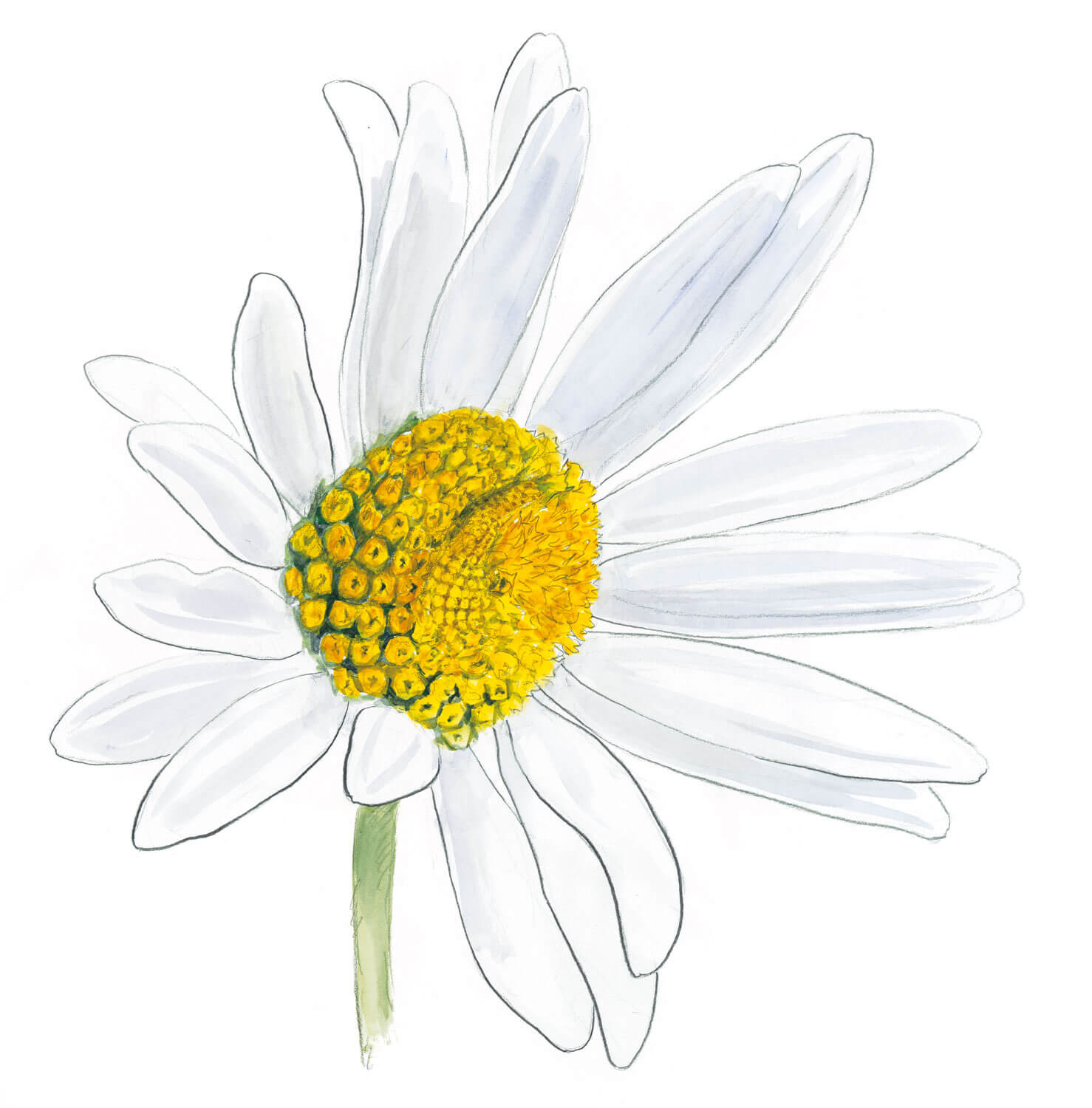 Les insectes et la marguerite dessin nature