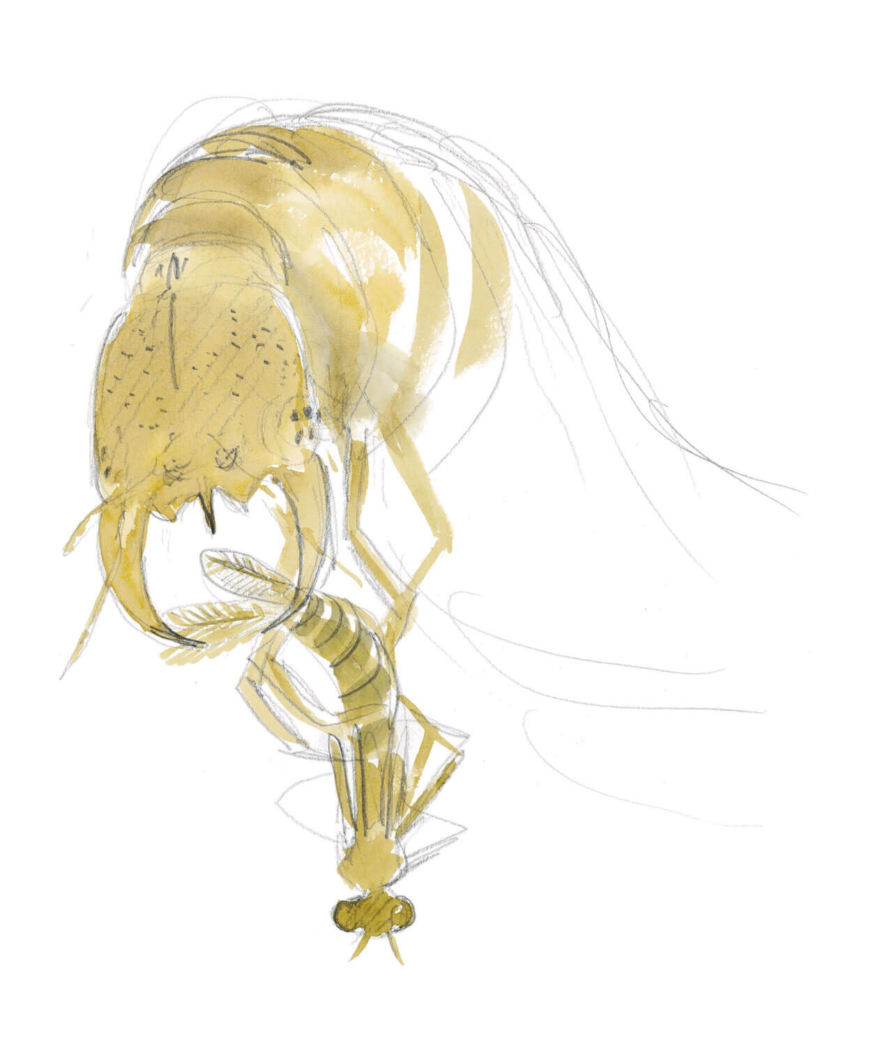 Dessin larve dytique