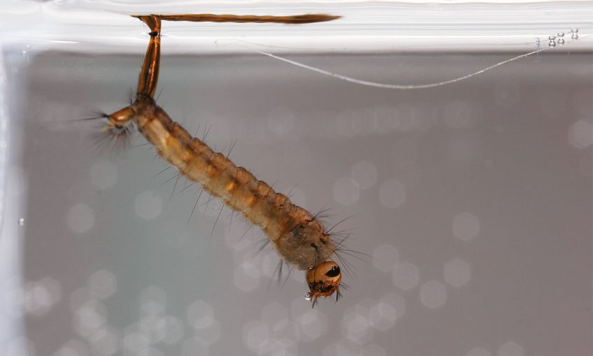 Photo de larve de moustique
