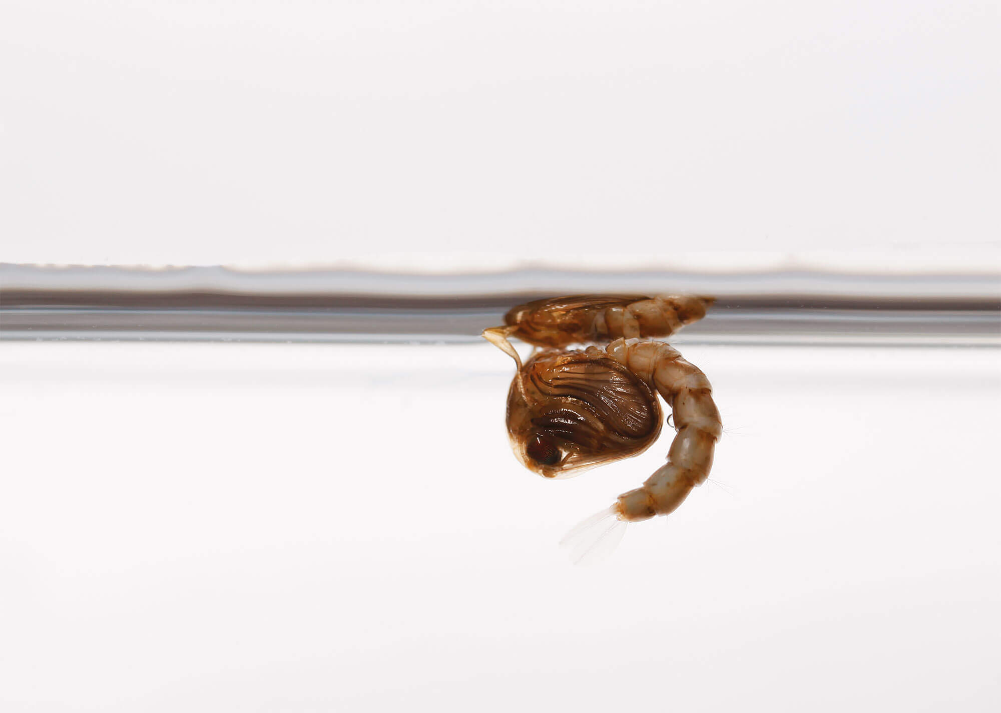 Photo de nymphe de moustique