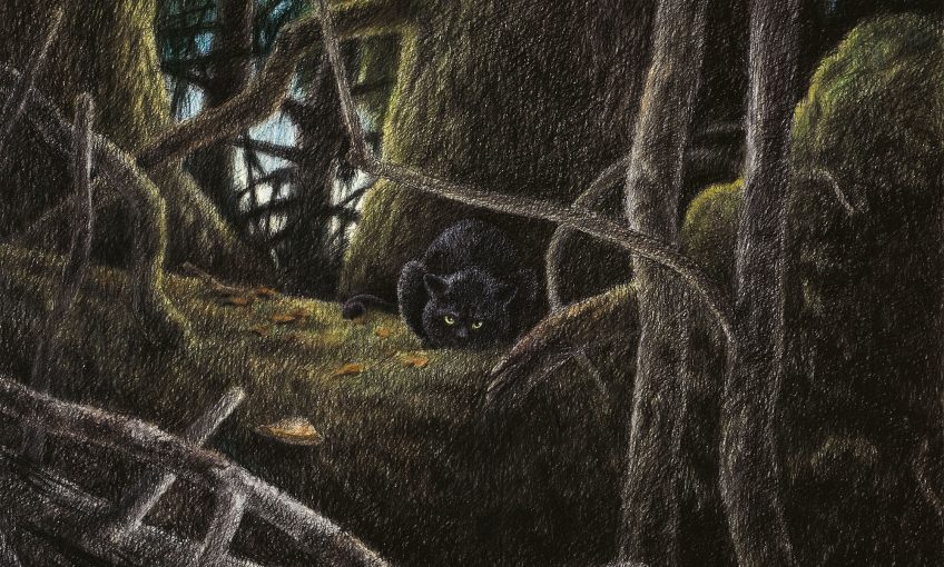 Dessin nature chat