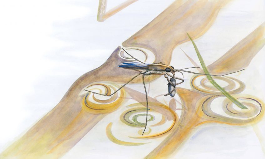 gerris dessin nature
