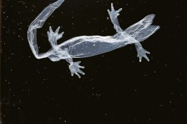Le triton se débarrasse de sa peau usée en se frottant et en se contorsionnant. Il est très rare que l'on retrouve cette enveloppe vide car son propriétaire la dévore volontiers. / © Gilbert Hayoz