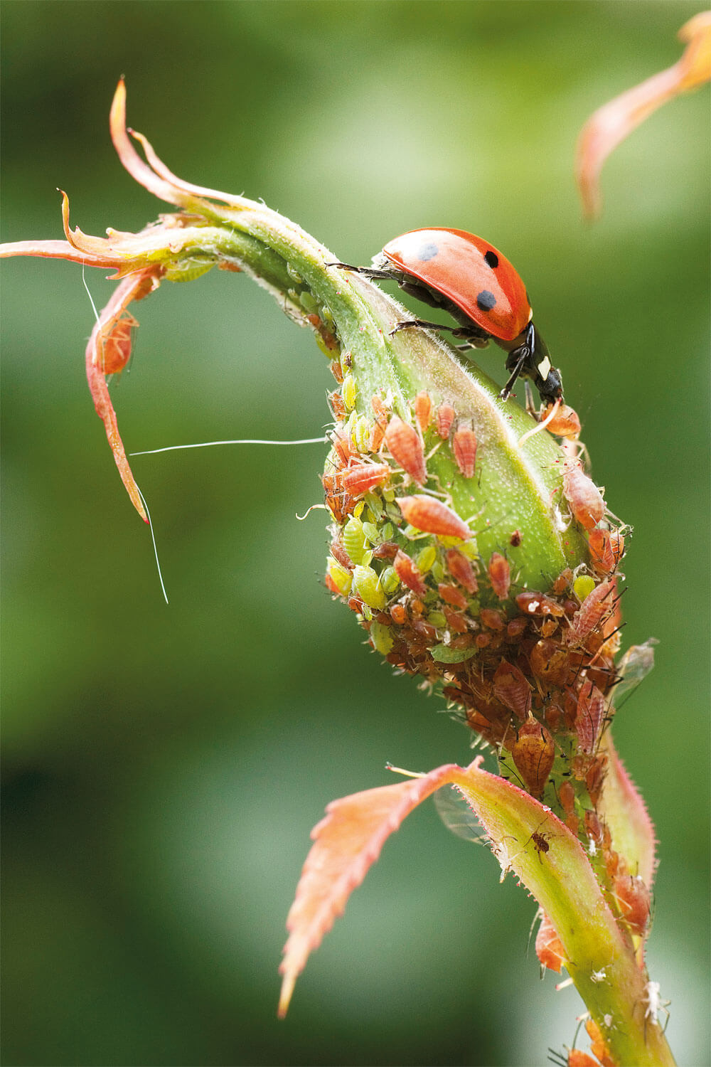 Entretien rosier sauvage maladies