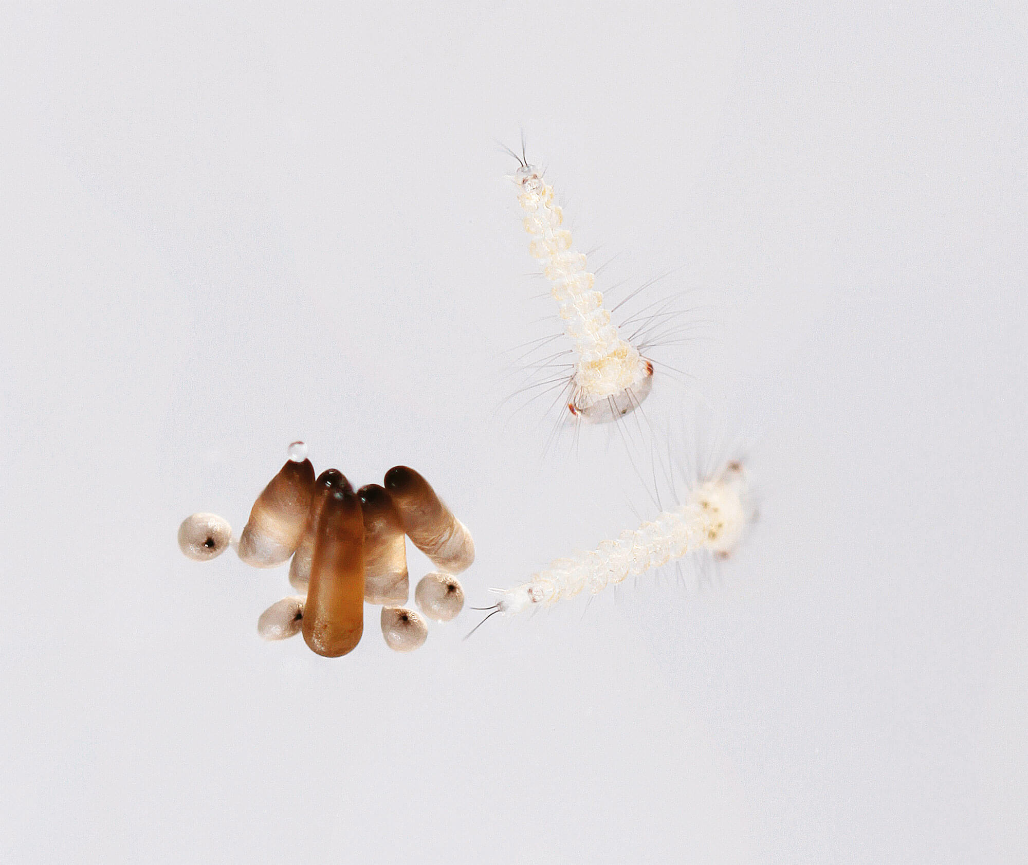 Photo embryons de moustique