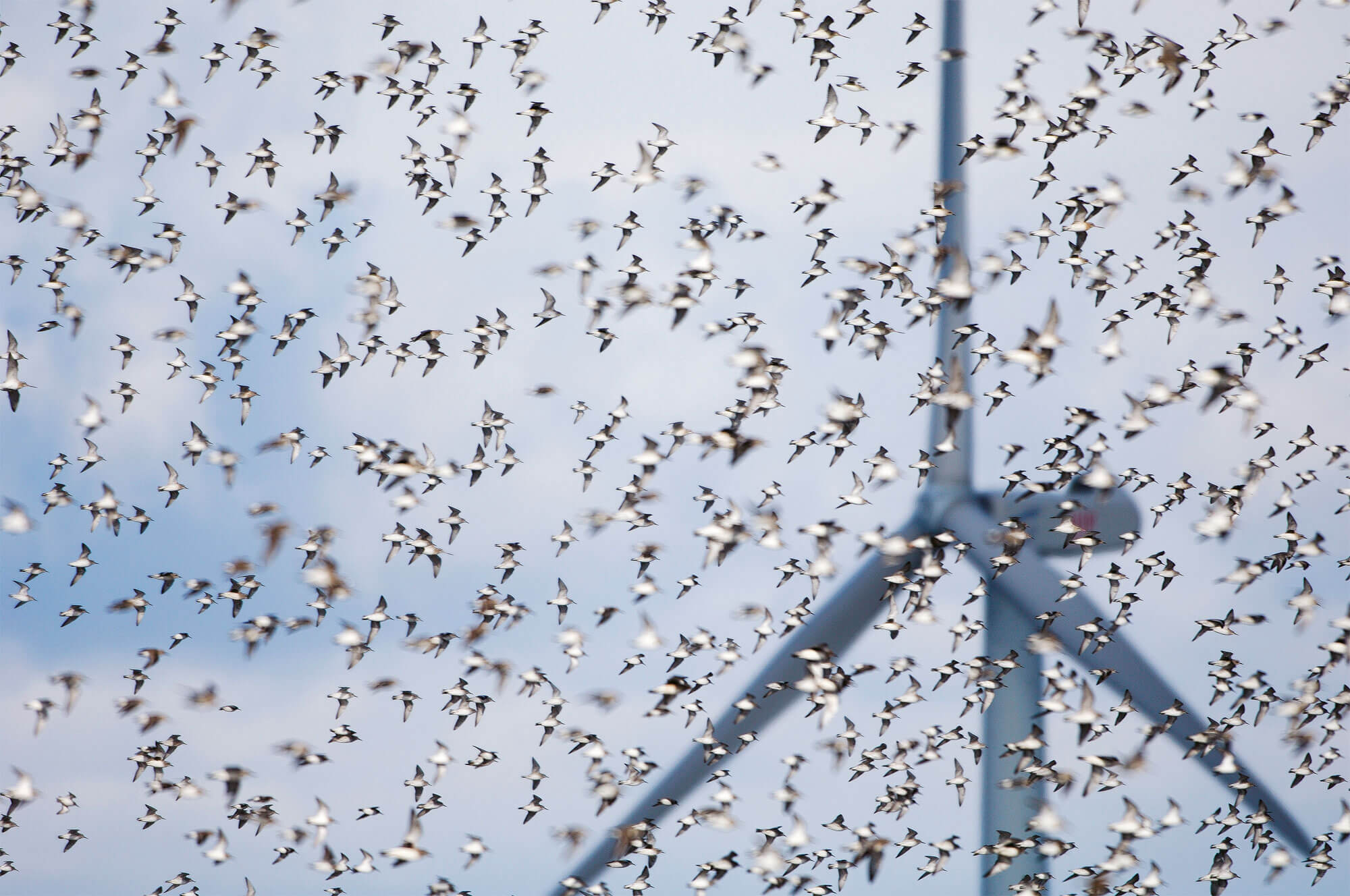 Photo de nuage d'oiseaux vers une éolienne