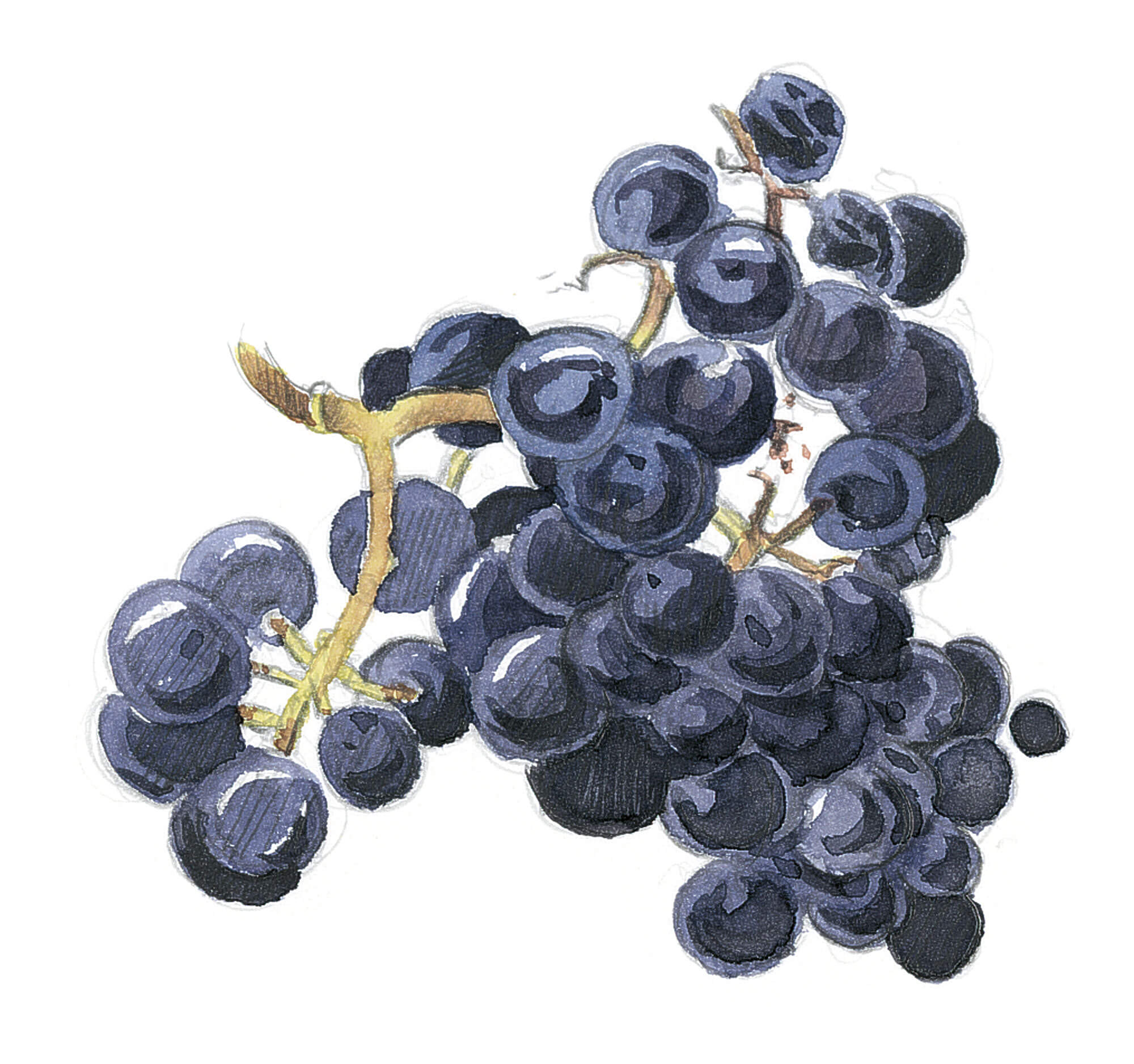 Dessin grappe de raisin