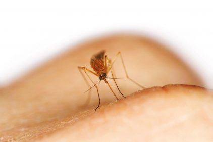 Les ultrasons diffusés sur  peuvent-ils éloigner les moustiques ?