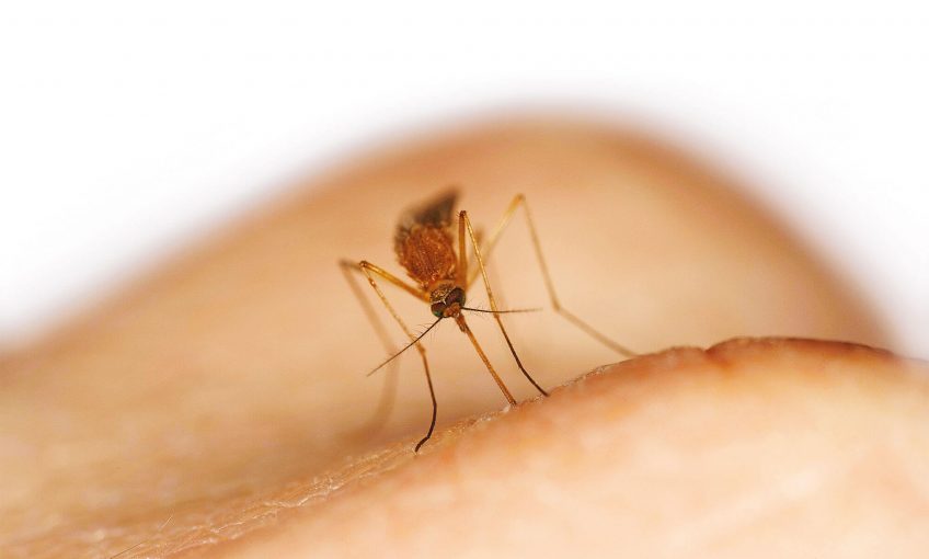 Photo de moustique qui pique