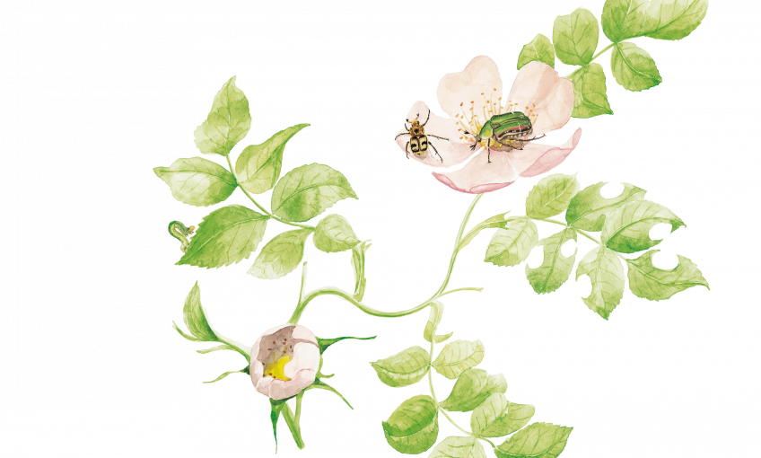 Insectes visiteurs des rosiers dessin nature