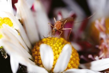 Les soies dressées sur les antennes du moustique mâle lui permettent de déceler les battements d’ailes des femelles. Lui n’utilise sa trompe que pour se nourrir de pollen.