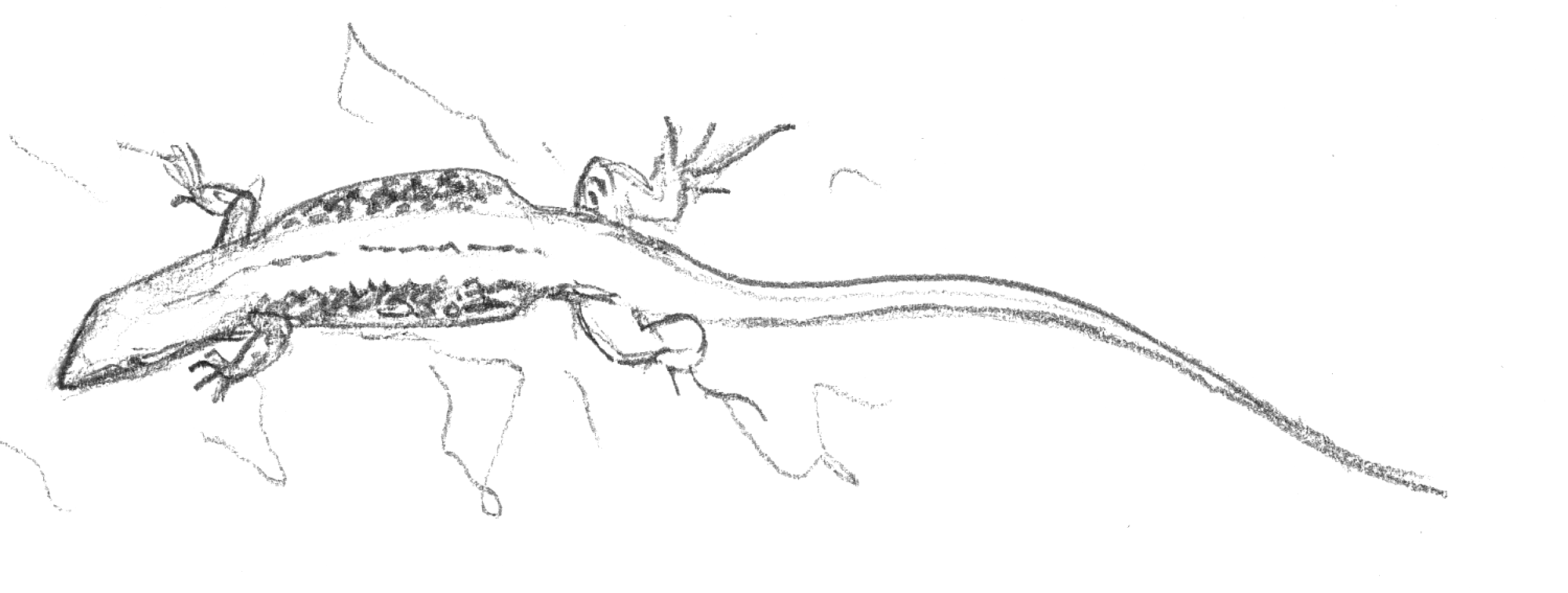Dessin nature lézard