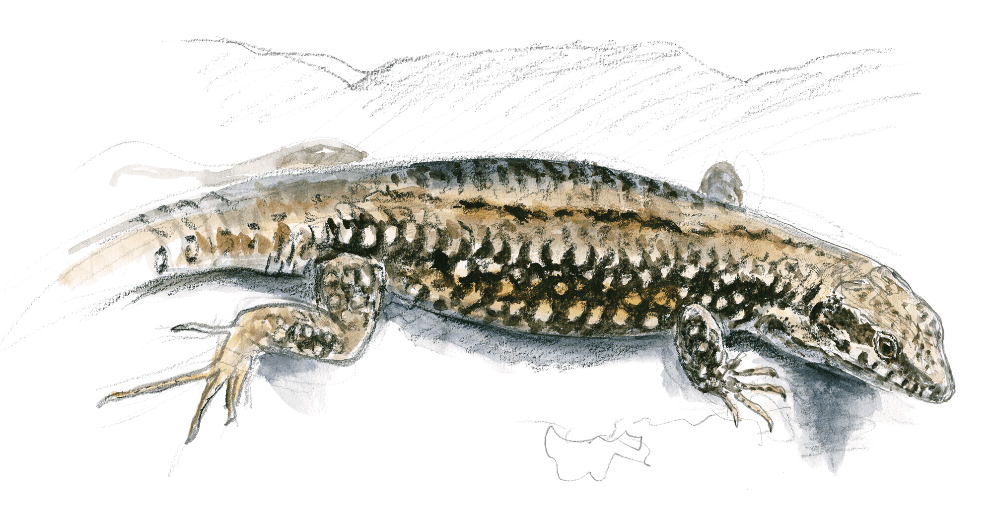 Dessin nature lézard