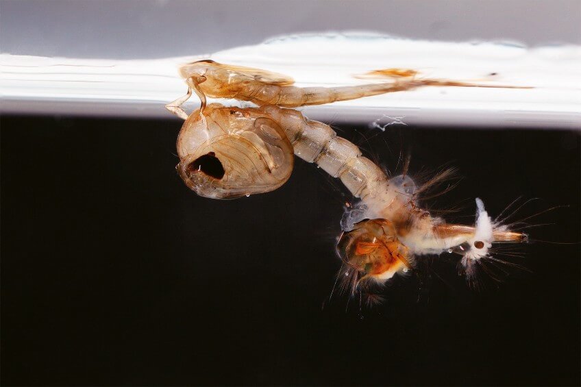 Photo de larve de moustique se transformant en nymphe