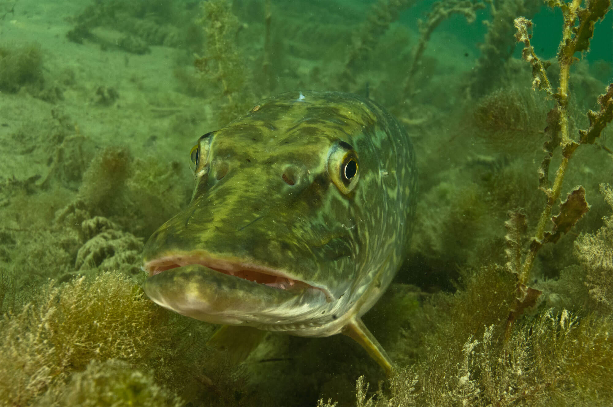 Le brochet en 16 infos insolites