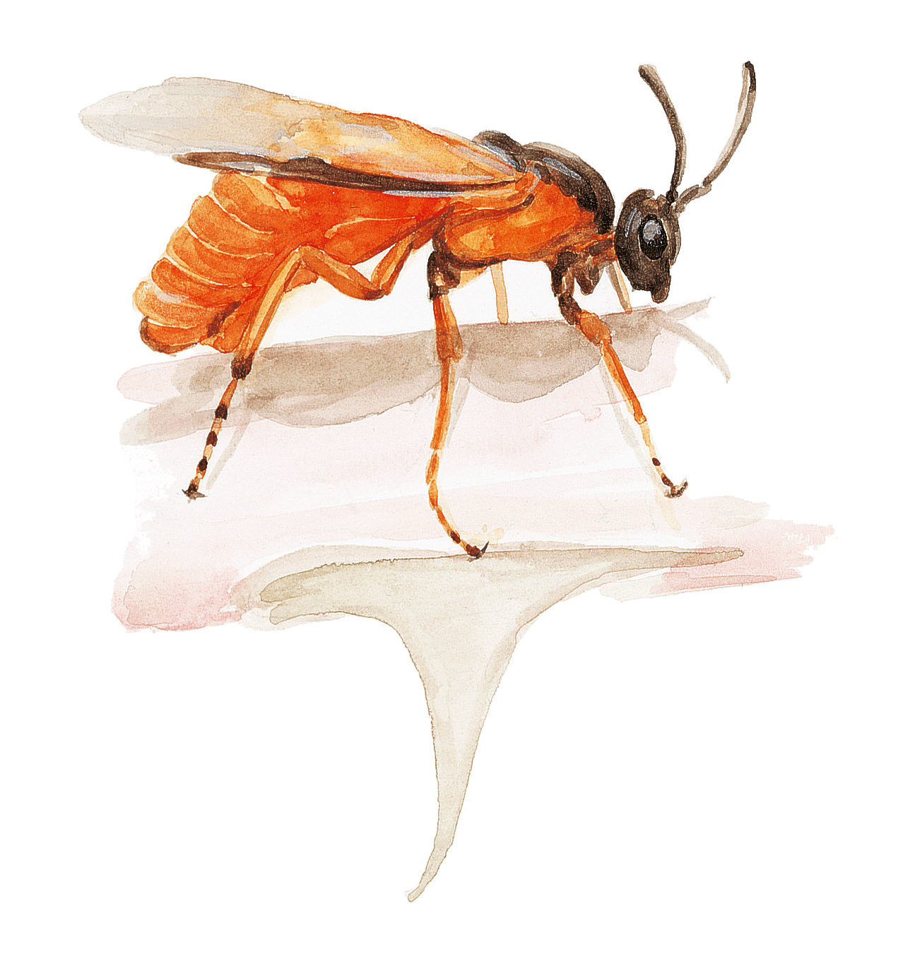 Insectes visiteurs des rosiers dessin nature