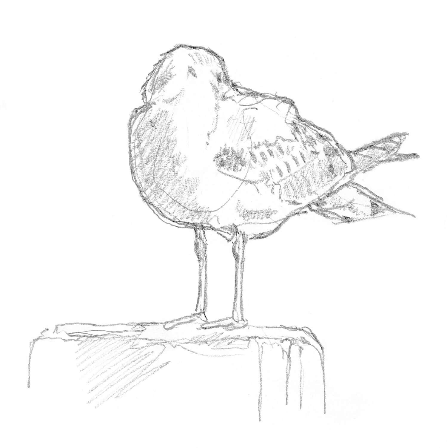 Dessin nature mouette rieuse