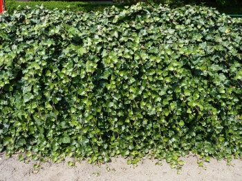 Mur de lierre Offrez-vous un balcon nature