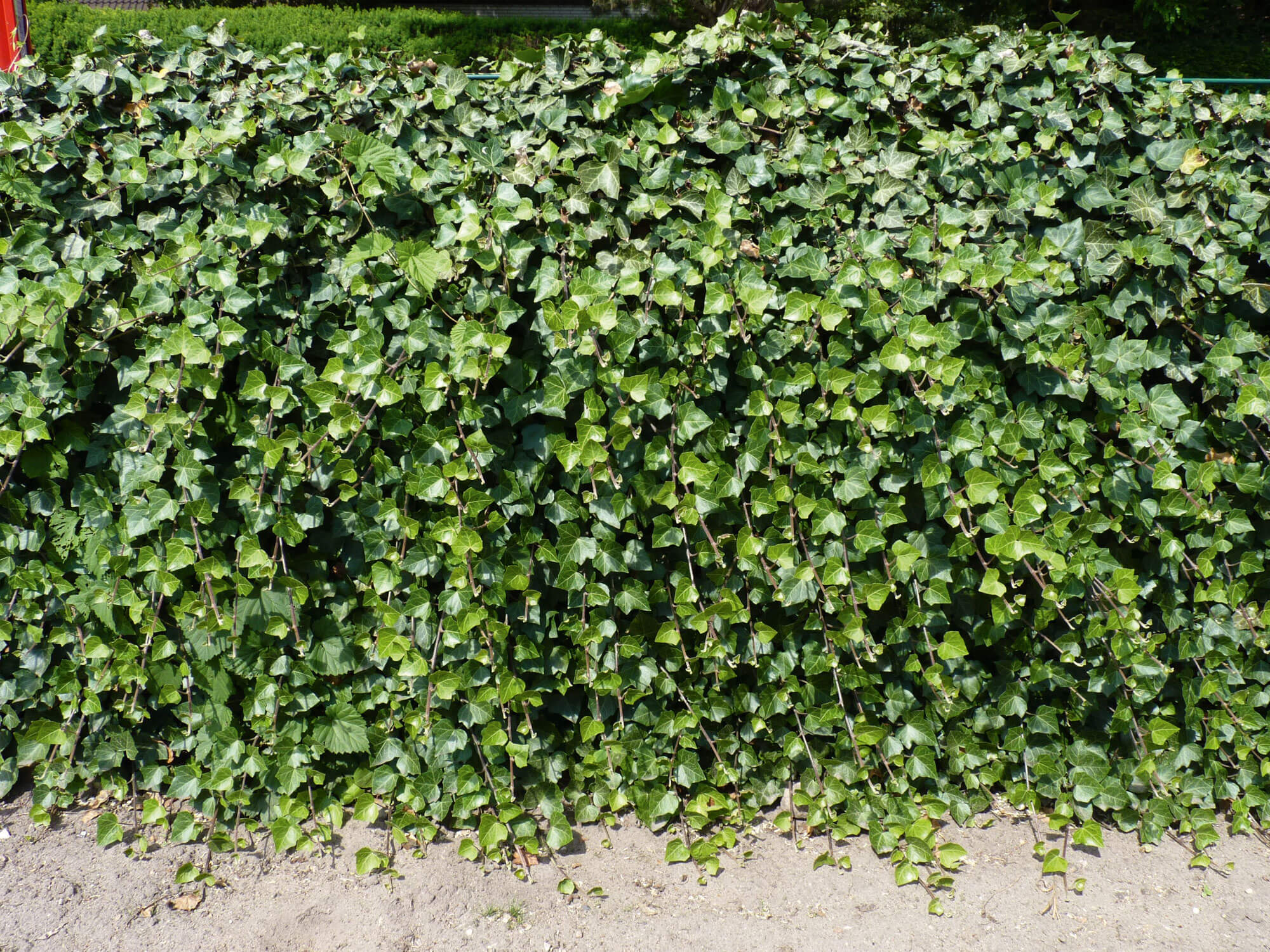 Mur de lierre Offrez-vous un balcon nature
