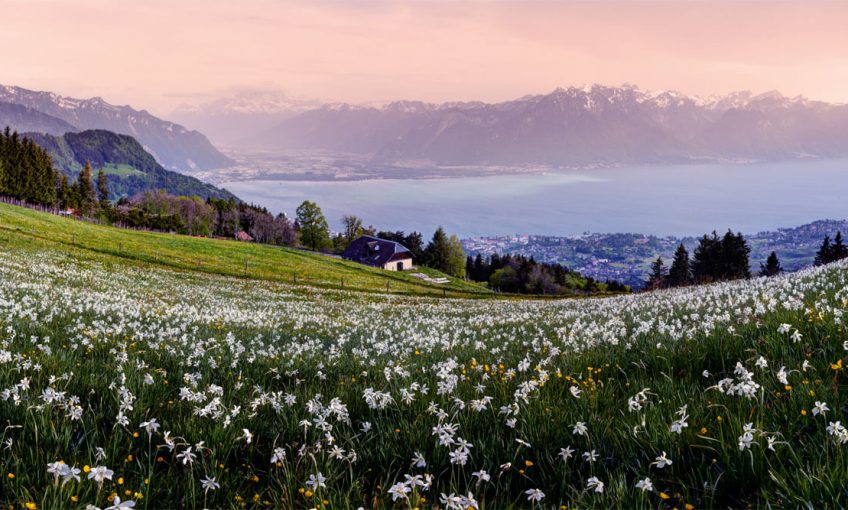 Pléiades, narcisse au pays des merveilles