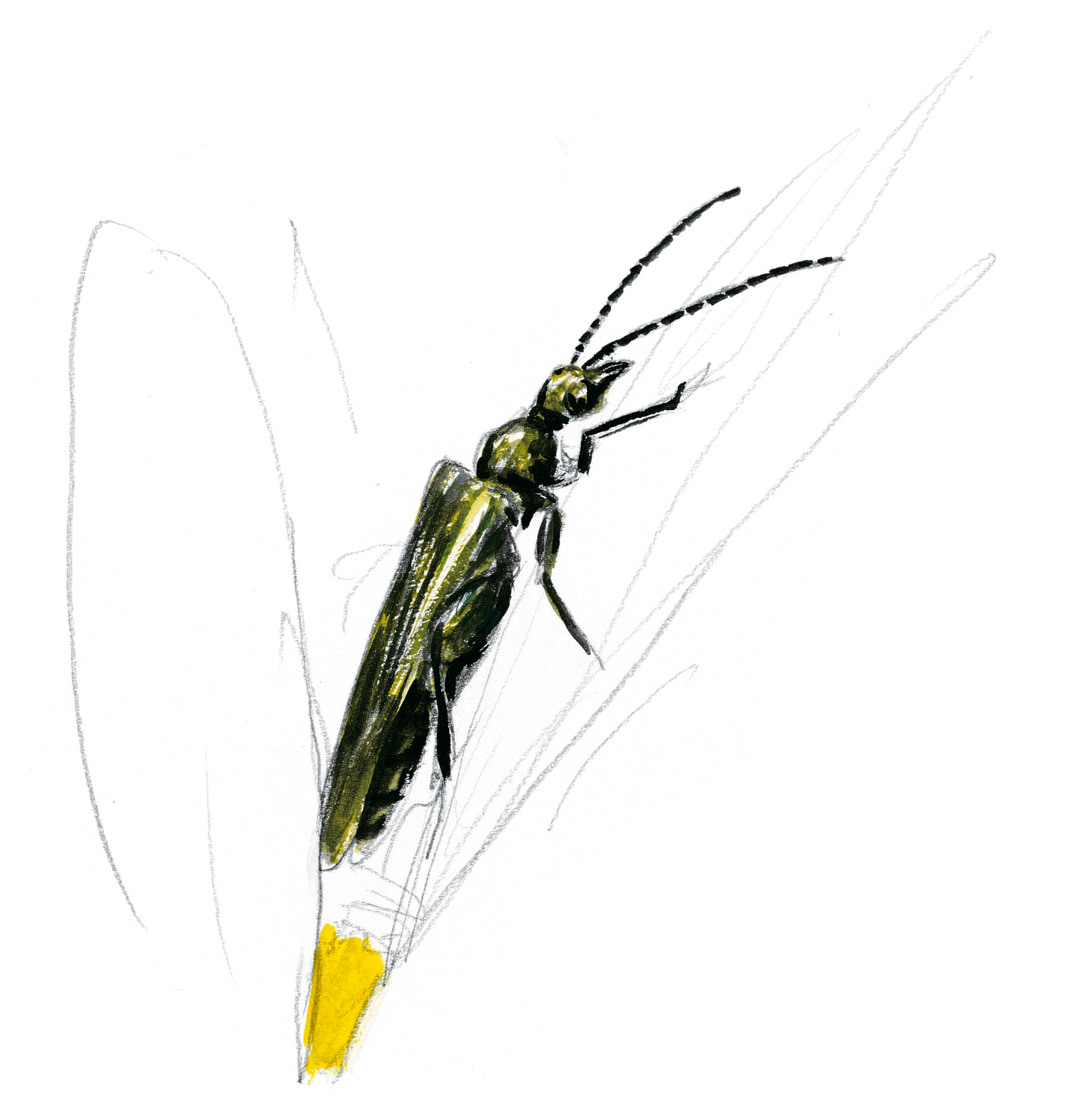 Les insectes et la marguerite dessin nature