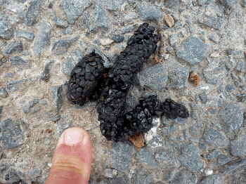 Crottes de mammifères les trouver et les identifier La Salamandre